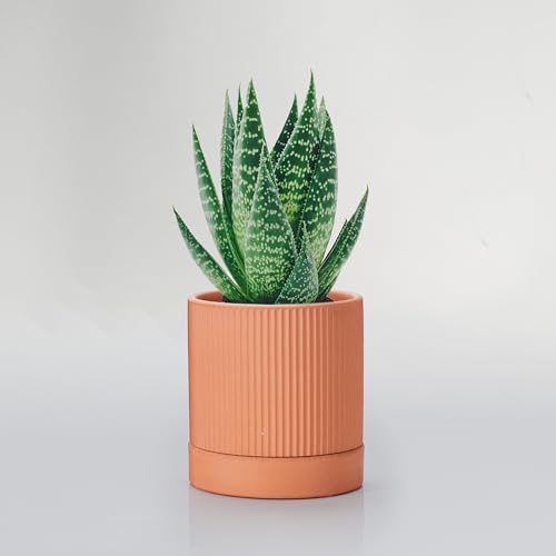 HERDUK Small Modern Terracotta Pots, 4.2 Inch Ribbed Textured Clay Planter Pots with Drainage Hole & Saucer, Garden Pots for Indoor Plants Succulent, Cacti & Fern, Set of 2 - color: Terracotta, size: 4.1 Inch