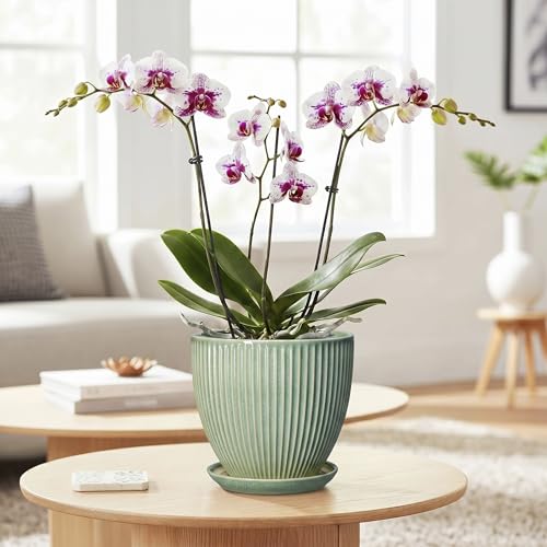 Ceramic Plant Pots, 6 Inch Ceramic Pots for Herb Snake Plants, Indoor Small Flower Pot with Drainage Hole and Saucer, Modern Round Planter, Room Office House Decor, Gardening Gifts, Green - size: 6 Inch, style: Green
