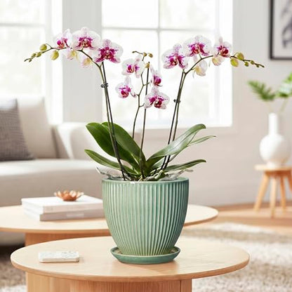 Ceramic Plant Pots, 6 Inch Ceramic Pots for Herb Snake Plants, Indoor Small Flower Pot with Drainage Hole and Saucer, Modern Round Planter, Room Office House Decor, Gardening Gifts, Green - size: 6 Inch, style: Green