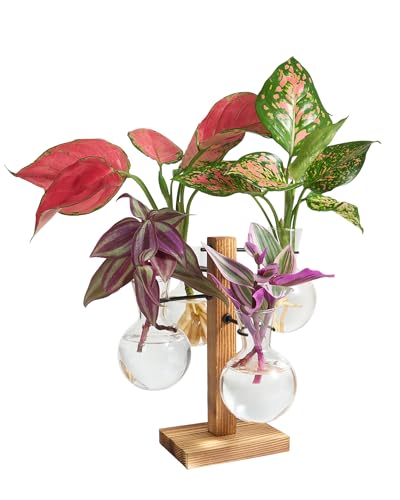 Plant Propagation Stations with Wood Stand, 4 Vases Bulb Shape | Glass Propagation Vases For Hydroponic, Plant Terrarium For Home Office Garden Decor, Gardening Gifts For Plant Lovers - color: Bulb