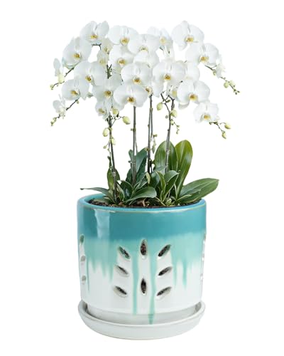 6 Inch White Round Ceramic Orchid Pot with Holes and Saucer | Round orchid planter with an attached saucer supports air circulation, ideal for repotting and growing indoors or outdoors. - color: Green and White