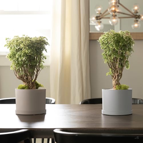 Bloem Mathers Planter w/Saucer Tray 8" Pebble Stone Beige - color: Pebble Stone, size: 8"