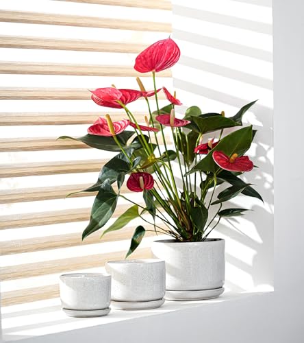Ceramic Planters,Plant Pots with Saucers Set of 3(Reactive Glaze White) | Colorful Ceramic Planters for Indoor Plants | Medium Plant Pots | Cute Herb Planting Pots | 4+5+6.5 Inch Garden Pots - color: Speck