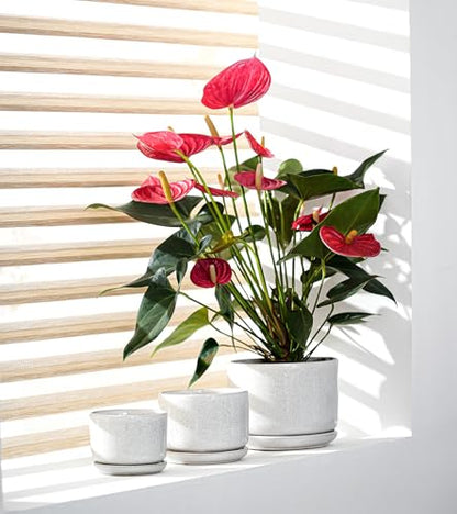 Ceramic Planters,Plant Pots with Saucers Set of 3(Reactive Glaze White) | Colorful Ceramic Planters for Indoor Plants | Medium Plant Pots | Cute Herb Planting Pots | 4+5+6.5 Inch Garden Pots - color: Speck