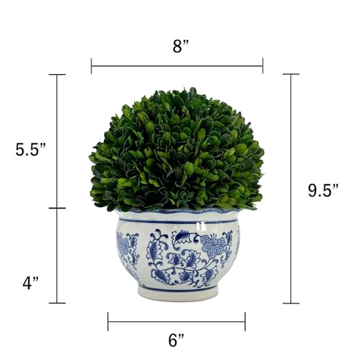 Galt International 9.5" Naturally Preserved Real Boxwood Ball in Hand-Painted Round Bulb Blue & White China Pot Planter Green Indoor Plant Home Decor (9.5" Tall Topiary) - size: Medium 9.5" Round Pot