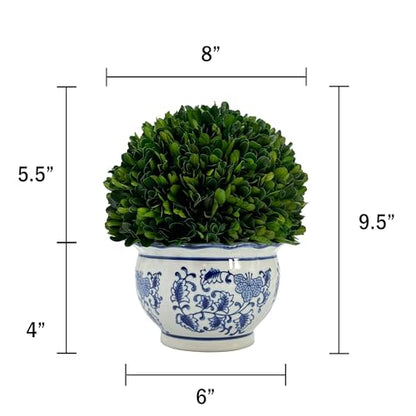 Galt International 9.5" Naturally Preserved Real Boxwood Ball in Hand-Painted Round Bulb Blue & White China Pot Planter Green Indoor Plant Home Decor (9.5" Tall Topiary) - size: Medium 9.5" Round Pot