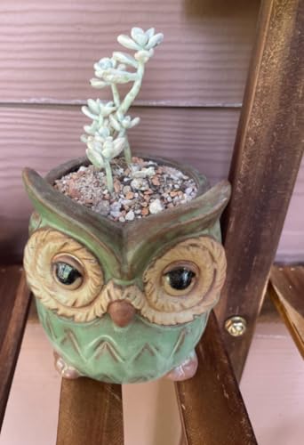 Cute Animal Shaped Vase Pot Home Decoration for Small Succulent Plants Cartoon Flower Pot Ceramic Succulent Planter with Drainage Hole Succulent Holder (Owl) - size: Owl