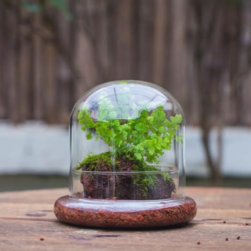 Small Glass Cloche Dome with Base for Mini Carnivorous Plants | 5.9 x 5.9 x 5.7 Inch Clear Glass Cloche Bell Jar - Home Tabletop Display Terrarium, Indoor Decorative (No Plants Included)