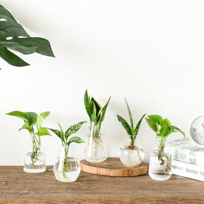 Mkono Propagation Station Wall Planter Hanging Glass Tubes Flower Vase Set