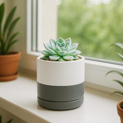 D'vine Dev 4-Pack Ceramic Pots with Saucers, White/Grey, 3.5 in, 94-X-A-6 | Glazed Ceramic, Drainage Hole and Saucer, Sleek Cylinder Shape, High Temperature Fired, Ideal for Small Houseplants - color: White/Speckled Grey, size: 3.5 Inch