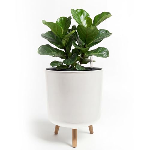 Bamworld Self Watering Pots for Indoor Plants with Water Level Indicator | 12 inch Plant Pot Plastic Planter with Wooden Stand for Outdoor Plants Modern Décor for Porch Patio White Large - size: 12 in