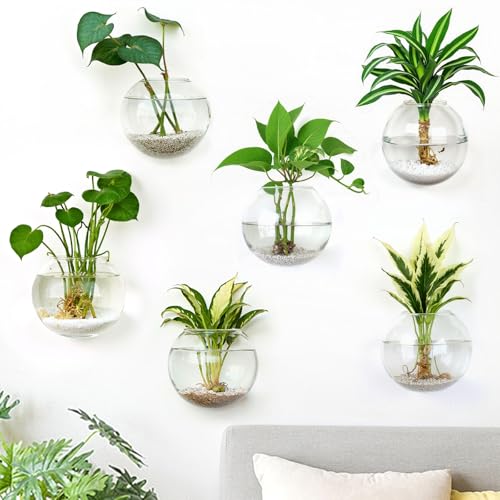 DomeStar Set of 6 Wall Vases, Wall Mounted Propagation Station | Hanging Glass Vases, Terrarium Station for Hydroponics, Plants Home Office Decor (5 Inch) - size: 6pcs