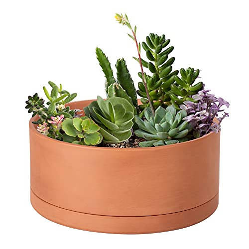 D'vine Dev Terracotta Shallow Planter Pot with Saucer, 10 in, 40-Y-B-0 | Wide Bowl Design, Unglazed Terracotta, Porous & Breathable, Minimalist Style, Ideal for Succulent Arrangements - size: 10 Inch