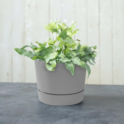 Root & Vessel Majestic Mid-Century Modern Low Profile Cylinder Pot, Matte Gray, 4.5" - color: Matte Gray, size: 4.5-Inch