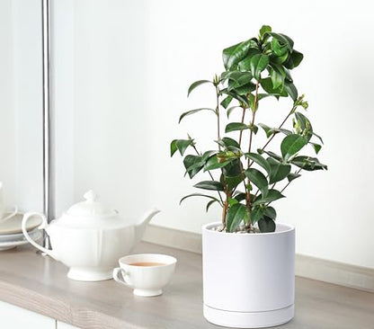 D'vine Dev 2-Pack Ceramic Pots with Saucers, 6/8 in, White, 94-G-M-1 | Glazed Ceramic, Drainage Hole, Perfect-Fit Saucer, Sleek Cylinder Shape, High Temperature Fired, Elegant Home Accent - color: White, size: Medium