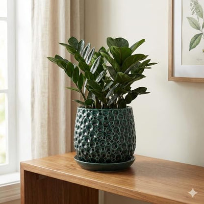 Aspen & Fig 6 Inch Green Indoor Ceramic Plant Pot with an Attached Saucer and Drainage Hole for House Plants, Herbs, Flowers, Succulent Plants, Snake Plants, Gifts for Mom