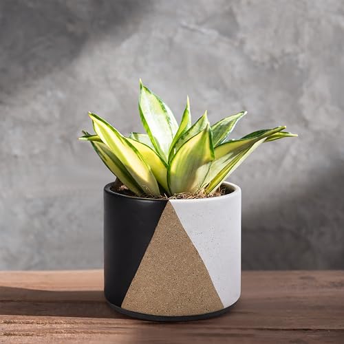 D'vine Dev 2-Pack Cachepot with Clear Pot, 4.5 in, Midnight Mesa, 93-V-B-2 | Dual-Pot System, Root Visibility, Bottom Watering Support, Enhanced Drainage, Artistic Stoneware Design, Easy Plant Care - color: Midnight Mesa, size: 4.5” Cachepot + 4“ Clear Gr
