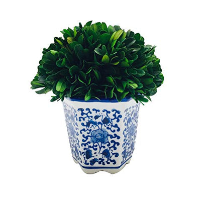 Galt International 7" Naturally Preserved Real Boxwood Ball in Hand-Painted Blue & White China Pot Planter Green Indoor Plant Home Decor (Small 7" Tall Topiary) - size: Small 7"
