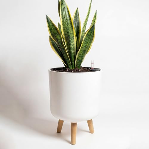 Bamworld Self Watering Pots for Indoor Plants with Water Level Indicator | 10 inch Plant Pot Plastic Planter with Wooden Stand for Outdoor Plants Modern Décor for Porch Patio White Medium - size: 10 in