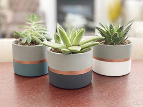 Assorted Nordic Cement Succulent Pots 3.5" Planters with Drainage | 3 Pack - color: Assorted Nordic Style 3.5"