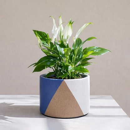 D'vine Dev 2-Pack Cachepot with Clear Pot, 6.5"low, Cobalt Canyon, 93-V-D-3 | Dual-Pot System, Root Visibility, Bottom Watering Support, Enhanced Drainage, Artistic Stoneware Design, Easy Plant Care - color: Cobalt Canyon, size: 6.5” Cachepot + 6“ Clear G