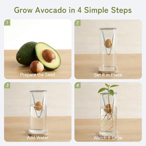 Avocado Seed Growing Kit, Set of 2 Glass Vases with Stainless Steel Holder & Wood Base, Avocado Growing Vase Hydroponic Propagation Starter Kit for Sprouting, Home Decor Plant Gift - No Seeds