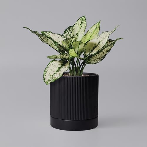 HERDUK 6 Inch Ceramic Plant Pot with Drainage & Saucer - Indoor Planter for Succulents, Cacti & Aloe Vera - Striped Design, High-Temp Fired Clay, Lightweight Modern Decor - color: Matte Black, size: 6 Inch