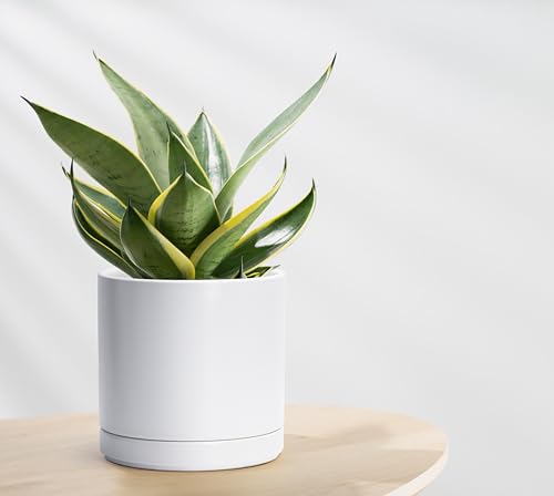 D'vine Dev 8.2 Inch Ceramic Planter Pot, White, 94-O-D-1 | Modern Cylinder Design, Drainage Hole & Saucer Included, Stable Structure, Elegant Home Accent - color: White, size: Medium