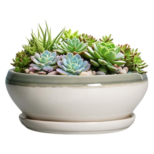 SQOWL Large Succulent Planters - 12 Inch Ceramic Bonsai Pots with Drainage Hole and Saucer, Shallow Round Planter for Indoor Plants, Bowl Planter Outdoor, Living Room Decor, Birthday Gift, Gray-Beige - color: Grey-white, size: 12 Inch