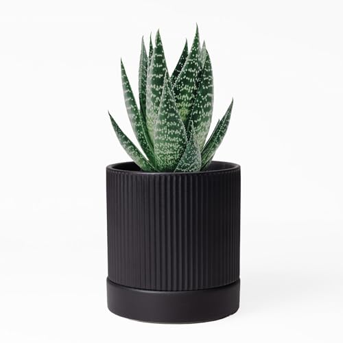 HERDUK Small Plant Pots, 4 Inch Pots for Indoor Plants, Modern Minimalist Ceramic Plant Pots with Drainage Hole & Saucer, Matte Black Set of 2 - color: Matte Black, size: 4 Inch