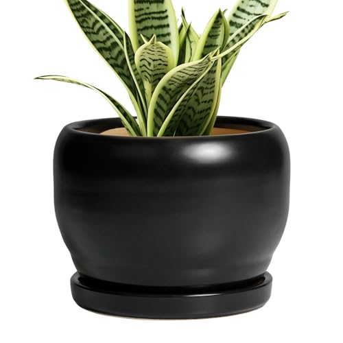 SQOWL Ceramic Plant Pot - 6 Inch Planter for Indoor Plants, Round Flower Pot with Drainage Hole and Saucer, Modern Succulent Planter Outdoor, House Decor, Plant Lovers Gifts, Black - color: Matte Black, size: 6 Inch