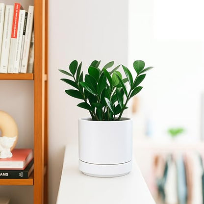 D'vine Dev 4-Pack Ceramic Pots with Saucers, White, 4.7 in, 94-X-B-1 | Glazed Ceramic, Drainage Hole and Saucer, Sleek Cylinder Shape, High Temperature Fired, Ideal for Small Houseplants - color: White, size: 4.7 Inch