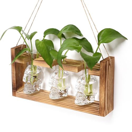 Plant Terrarium Propagation Stations Skull Planter Vase Skulls Decor | Hydroponics Halloween With Wooden Stand Gife for Father - color: Transparent