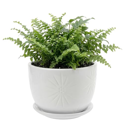MyGift 7 Inch Round White Ceramic Plant Pot with Drainage Hole and Attached Saucer, Modern Decorative Embossed Sunburst Planter Container for Indoor Home Garden | 7-Inch Round Embossed Sunburst Design for Indoor Plants, Succulents, Herbs, Flowers & Home G