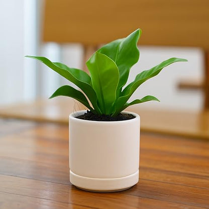 D'vine Dev 2-Pack Ceramic Pots with Saucers, Oatmeal, 3.5 in, 94-V-A-8 | Modern Cylinder Design, Glazed Ceramic, Drainage Hole & Saucer Included, High Temperature Fired, Elegant Home Accent - color: Oatmeal, size: 3.5 Inch