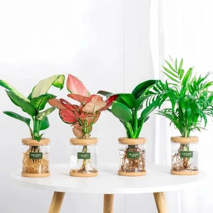 Propagation Station - Desktop Hydroponic Vases for Water Plants, Glass Plant Jars, Gardening Gift for Women, Mom & Plant Lovers, Set for Rooting & Display