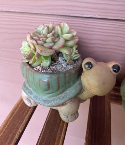 Cute Animal Shaped Vase Pot Home Decoration for Small Succulent Plants Cartoon Flower Pot Ceramic Succulent Planter with Drainage Hole Succulent Holder (Tortoise) - size: Tortoise