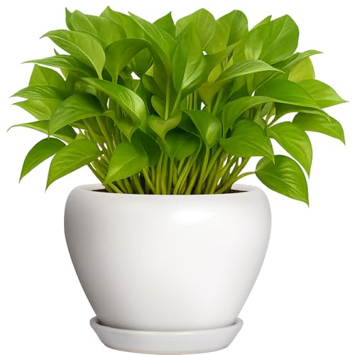 Deep Dream 6 Inch Plant Pot - Ceramic Planter with Drainage Hole and Trays, Modern Round Flower Pot, Planters for Indoor Outdoor Plants, Home Garden Decor, White - color: Matte White, size: 6 Inch