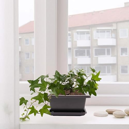 15 PCS 8.8 Inch Bonsai Training Pots, Bonsai Tree Growing Pots with 15 Drainage Trays, Plastic Bonsai Planter for Garden, Yard, Office, Porch, Balcony, Home Decoration - size: 8.8 Inch