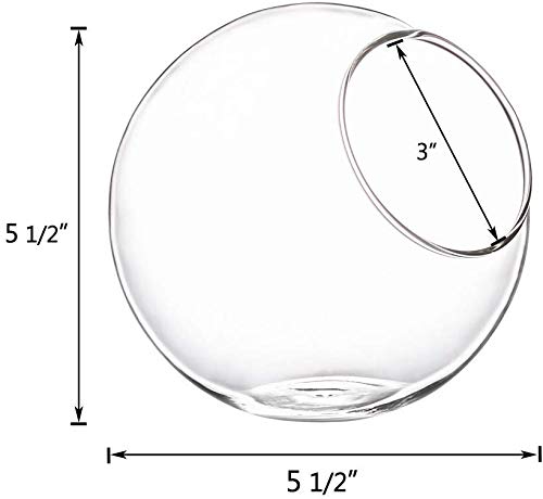 Mkono Plant Terrarium Display Glass Tabletop Succulent Air Plant Planter Globe Microlandschaft House, M | Succulent Holder, Oblique Mouth Opening, DIY Airplant Display, Multi-Purpose, Home Balcony Office Decor, Plant Lover Gift