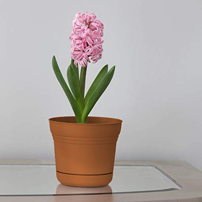 Bloem SP0546 Saturn Planter w/Saucer 5" Terra Cotta, 5" - color: Terra Cotta, size: 5"