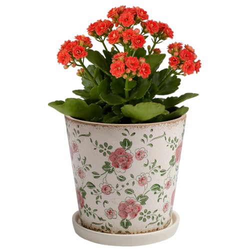Ceramic Flower Pots for Indoor Plant with Drainage Hole & Saucer | 5.5 Inch Small Ice Crack Plant Pots, Decorative Vintage Planters For Succulent Herb Cactus Mint Basil, Garden Pot For Plant - color: Red Plum