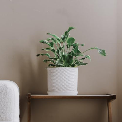 8 Inch Plant Pot: Ceramic Planter with Drainage Hole & Saucer Indoor Outdoor Plants - Flowerpot with Bonded Tray for Home Office - Beaded Embossed Style, Cream White | Indoor/Outdoor Plant Pot with Tray - Flowerpot for Home/Office - Beaded Embosse, Cream