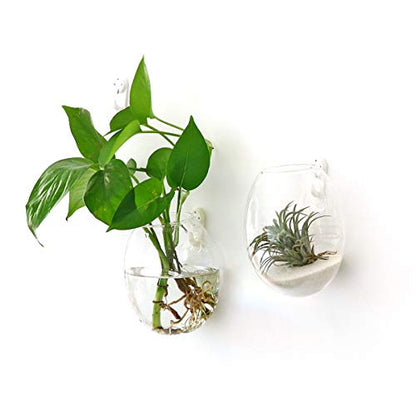 Kingbuy Egg Shaped for Propagating Hydroponic Plants 4 Pack Wall Planter | Borosilicate glass, clear & durable. Egg-shaped wall-mounted vases. Ideal for hydroponics, air plants, cuttings. Great gift. - color: Ellipse Shape