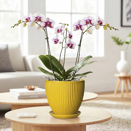 6 Inch Plant Pot, Ceramic Planter with Drainage Hole and Saucer, Decorative Small Plant Pots for Indoor Plants, Modern Round Flower Pot, Home Office Room Decor, House Warming Gifts, Yellow - size: 6 Inch, style: Yellow