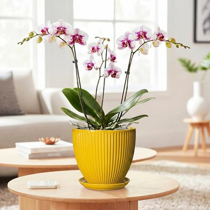 6 Inch Plant Pot, Ceramic Planter with Drainage Hole and Saucer, Decorative Small Plant Pots for Indoor Plants, Modern Round Flower Pot, Home Office Room Decor, House Warming Gifts, Yellow - size: 6 Inch, style: Yellow