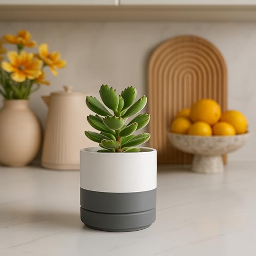 D'vine Dev 4-Pack Ceramic Pots with Saucers, White/Grey, 4.7 in, 94-X-B-6 | Glazed Ceramic, Drainage Hole and Saucer, Sleek Cylinder Shape, High Temperature Fired, Ideal for Small Houseplants - color: White/Speckled Grey, size: 4.7 Inch