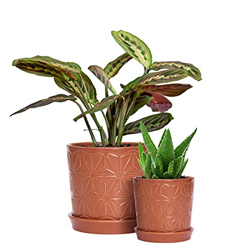 D'vine Dev 2-Pack Geometric Stoneware Planters, 3.8/5.8 in, Canyon, 99-E-5 | Drainage Hole and Saucer, Sculptural Geometric Design, Rich Glazed Surface, Modern Style, Elegant Accent for Indoor Plants - color: Pottery Red