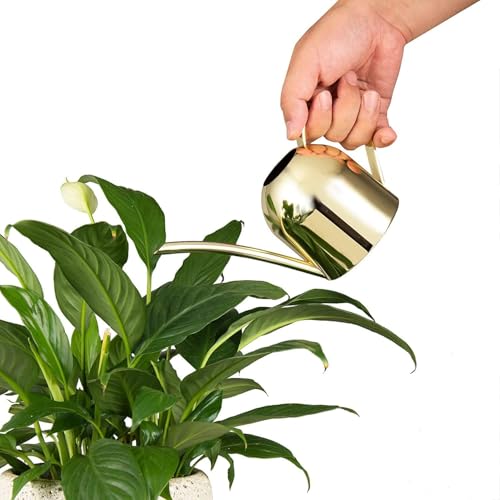 IMEEA 15oz Mini Indoor Watering Can for Small Plants Stainless Steel Watering Can with Long Spout for Desk, Windowsill & Bonsai (Gold) - color: 15oz (Gold)