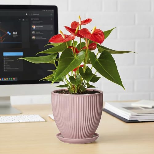 6 Inch Flower Pots, Ceramic Pots for Plants Indoor, Modern Plant Pot with Drainage Hole and Saucer, Decorative Small Round Succulent Planter, Living Room Office Decor, Women Men Gifts, Pink - size: 6 Inch, style: Pink